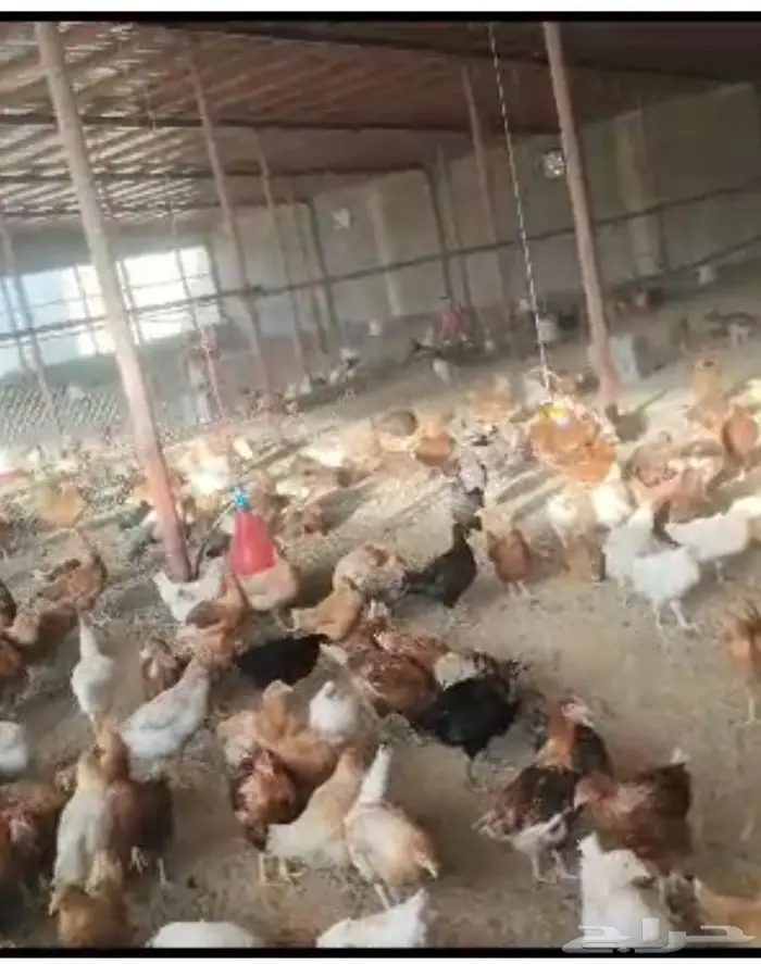 للبيع دجاج تركي بياض 0