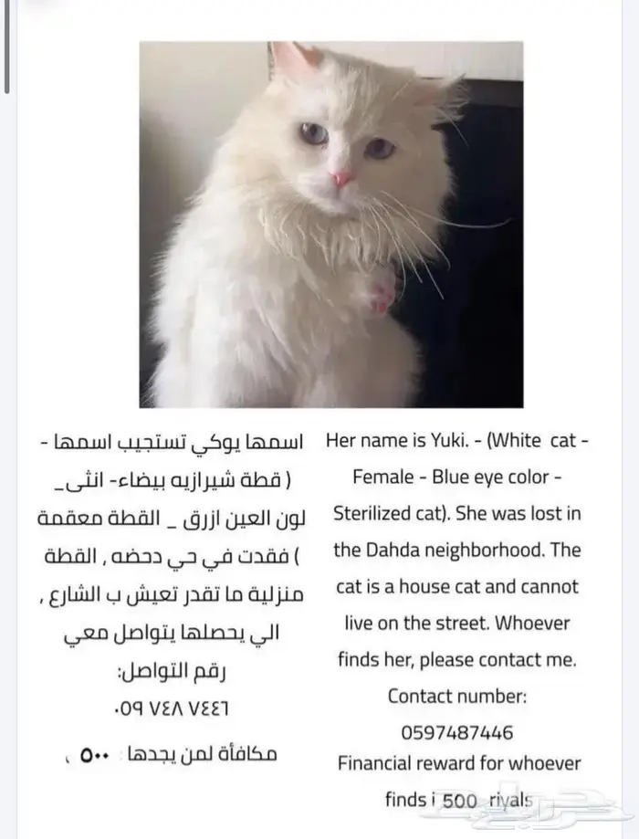 قطة مفقودة 0