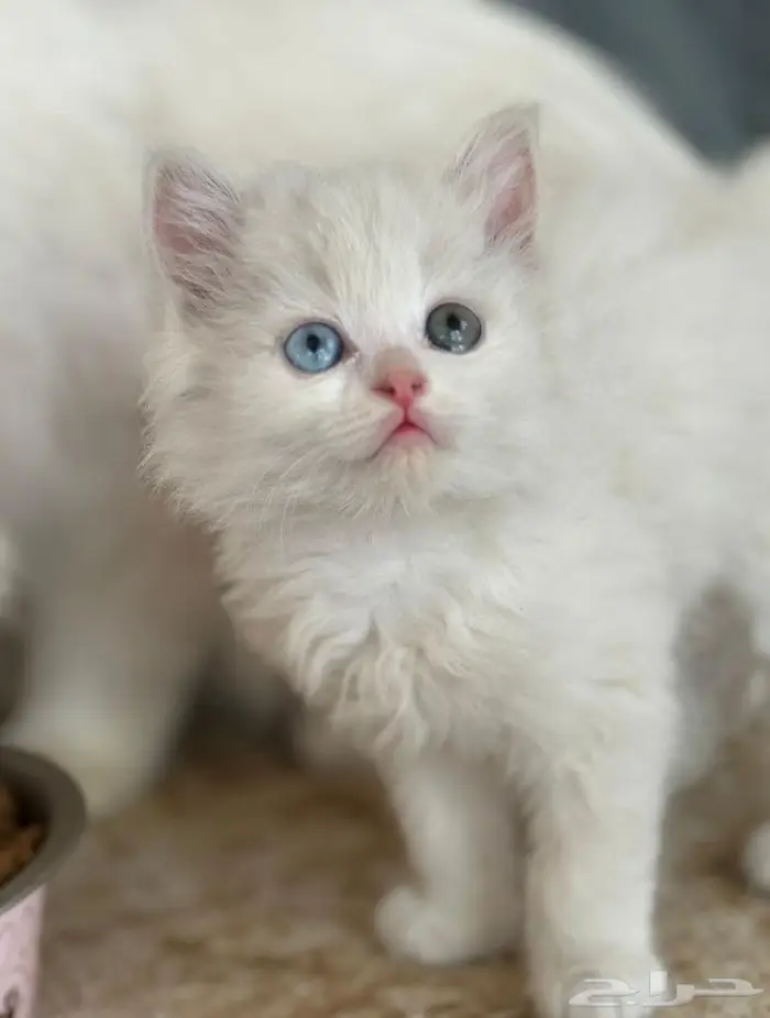 قطتين للتبني بالقصيم 1