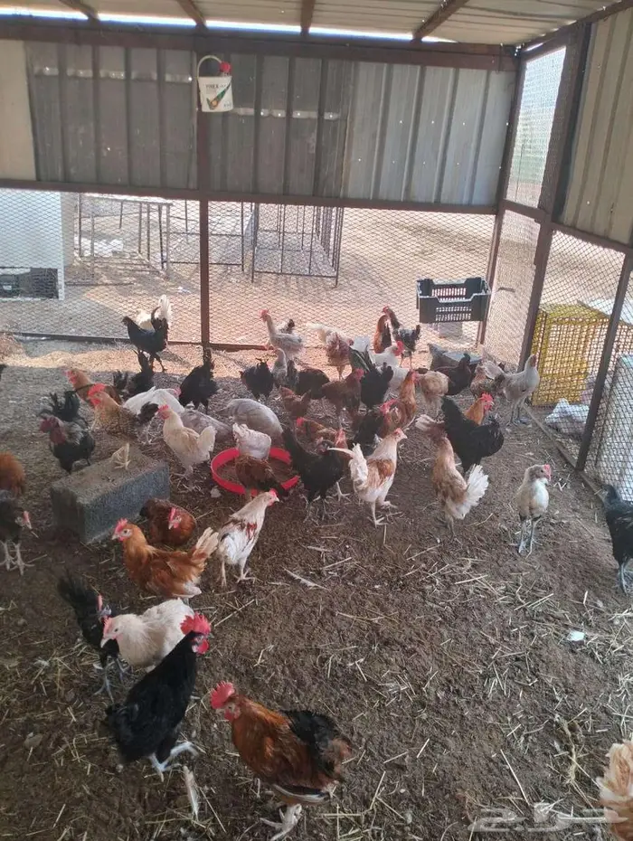 ديك اندونيسي اسود صك 0