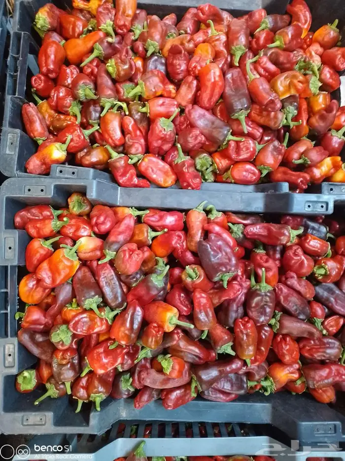 فلفل شقراء 4