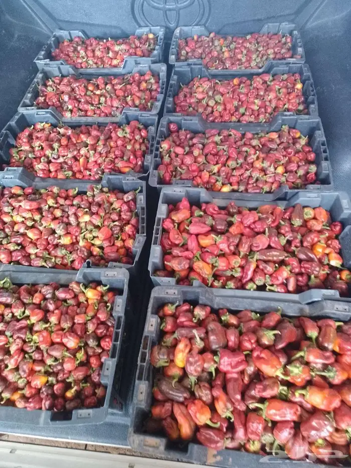 فلفل شقراء 0