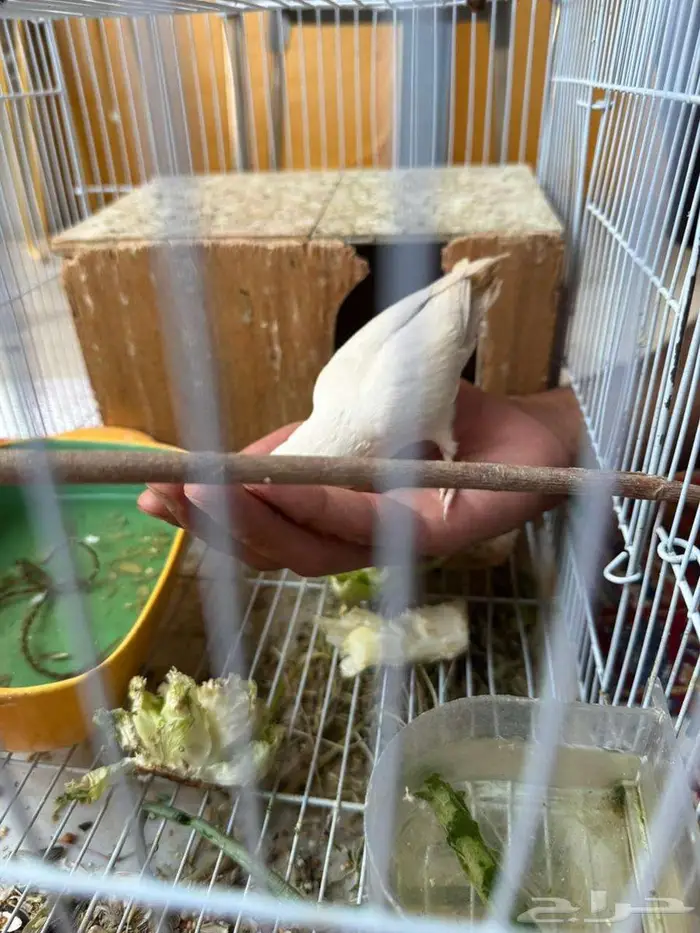 طير روز ابيض اللون 150  المذنب 0