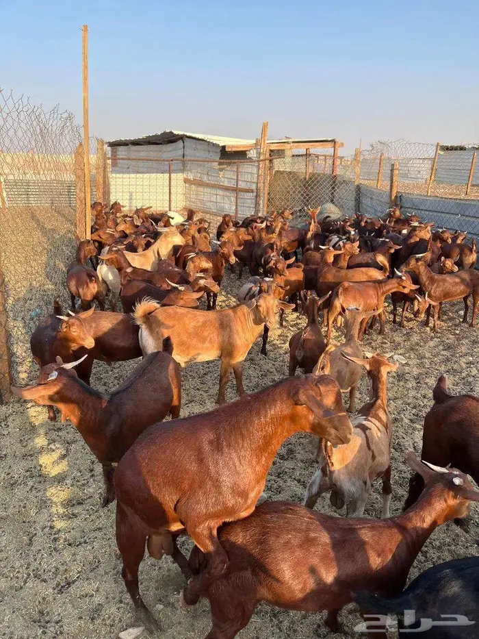 تيوس دهم الدمام 0