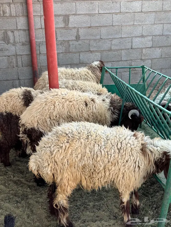 رخال وخرفان 0