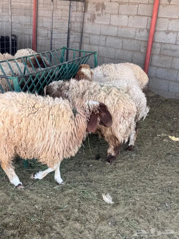 رخال وخرفان 2