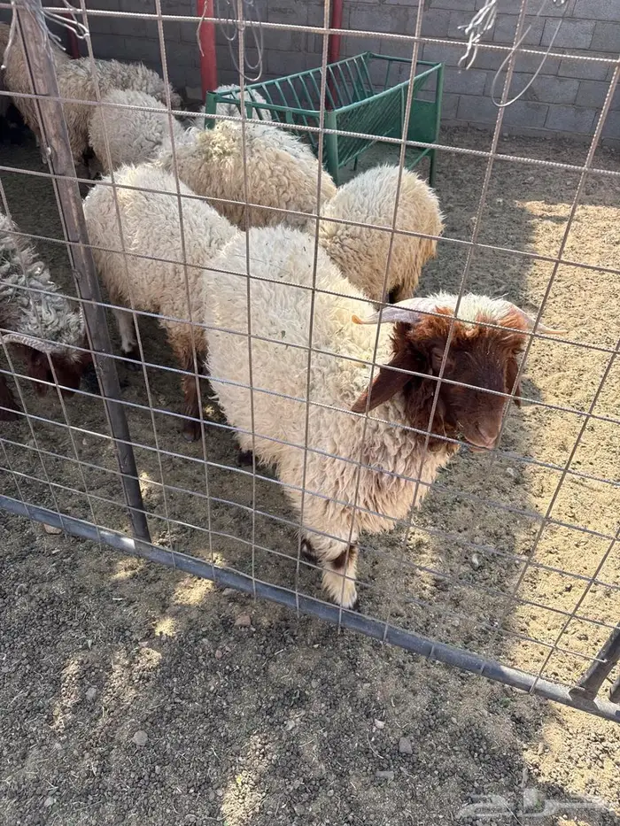 رخال وخرفان 5