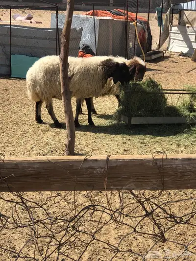 نعيمي دفيع 2 index