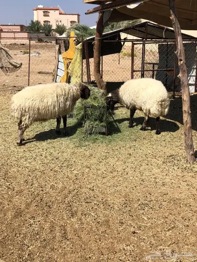 نعيمي دفيع 2 index