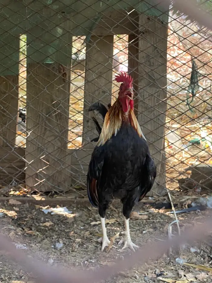 دجاج عربي ترثه 0