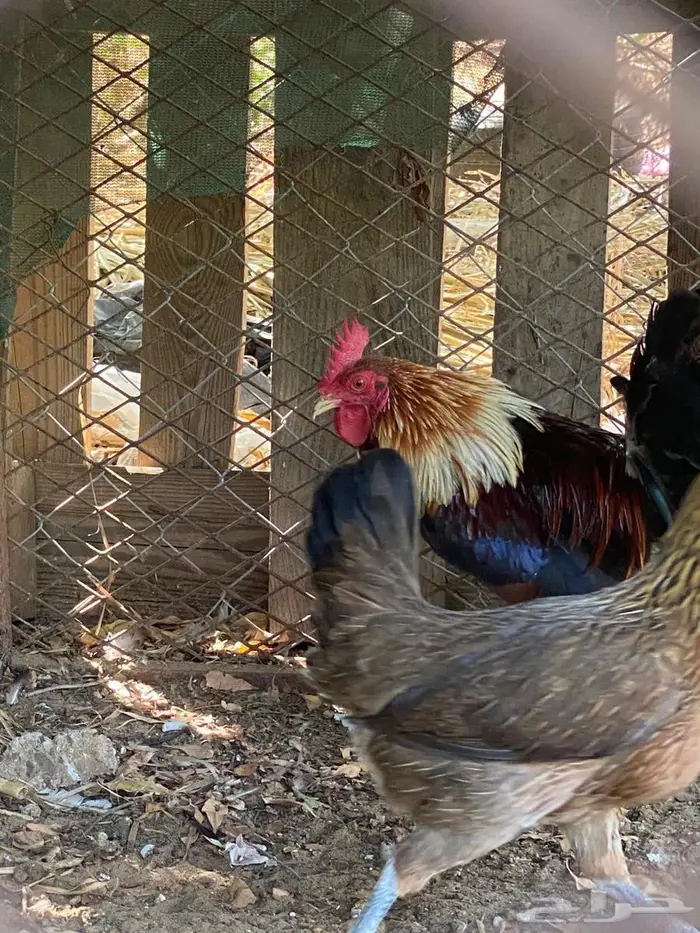 دجاج عربي ترثه 3