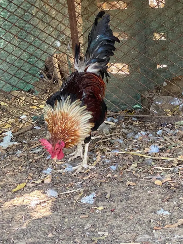 دجاج عربي ترثه 5