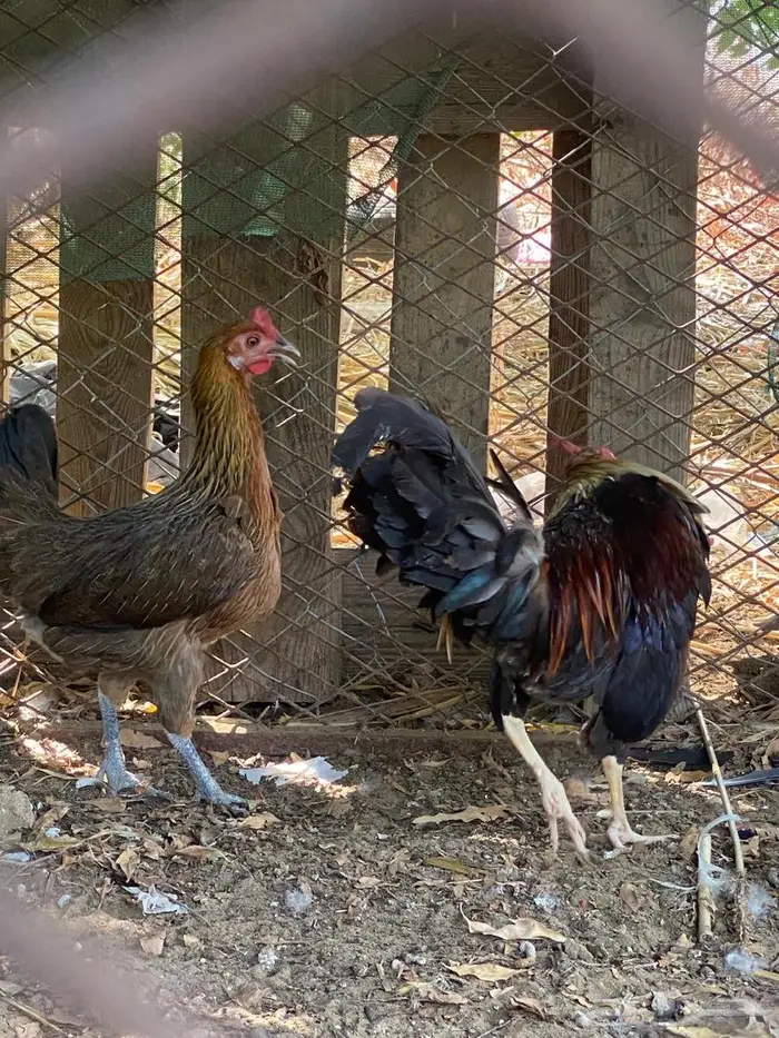 دجاج عربي ترثه 1