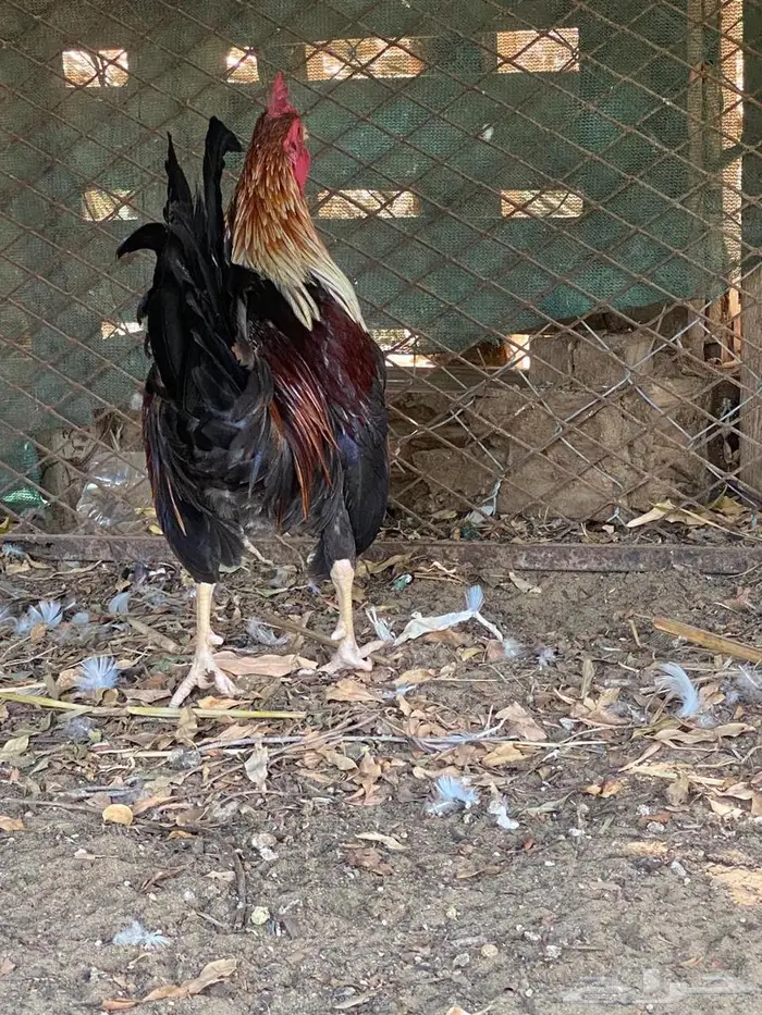 دجاج عربي ترثه 6