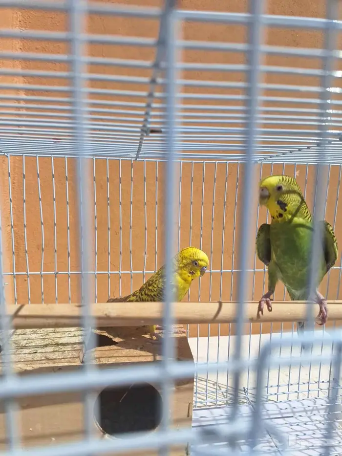 القصيم البدايع 1