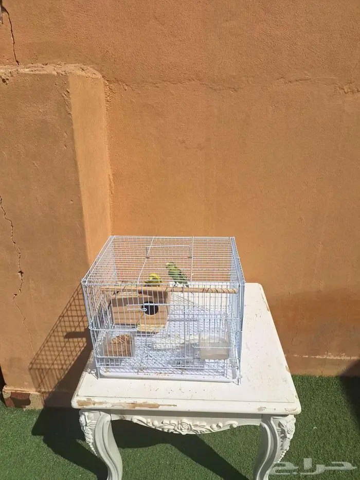 القصيم البدايع 2