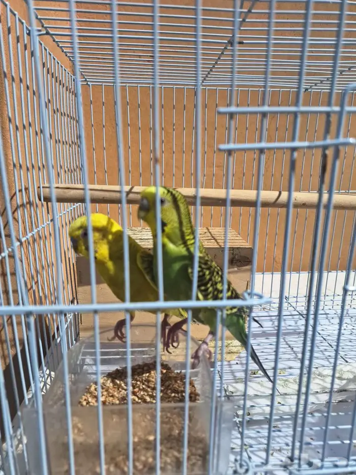 القصيم البدايع 3