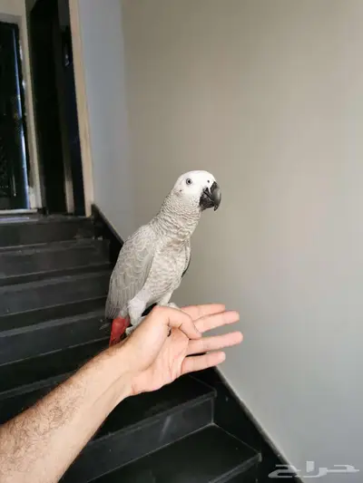 فرخ كاسكوا صيد index