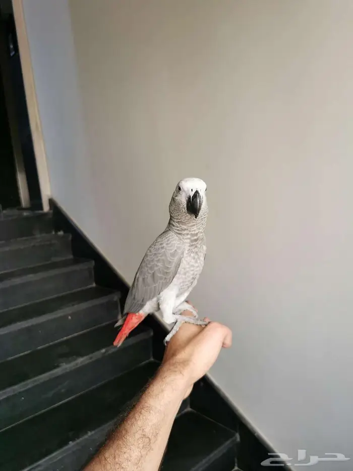 فرخ كاسكوا صيد 4