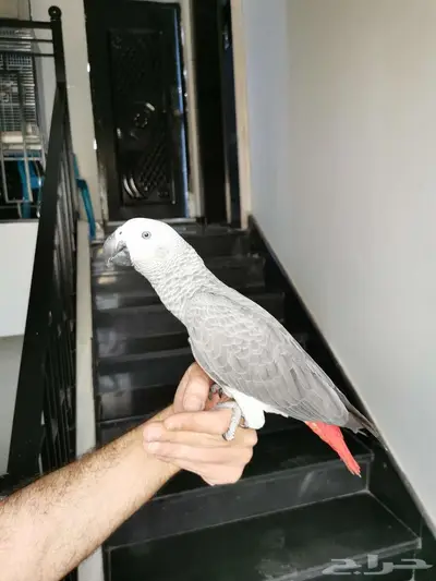 فرخ كاسكوا صيد index