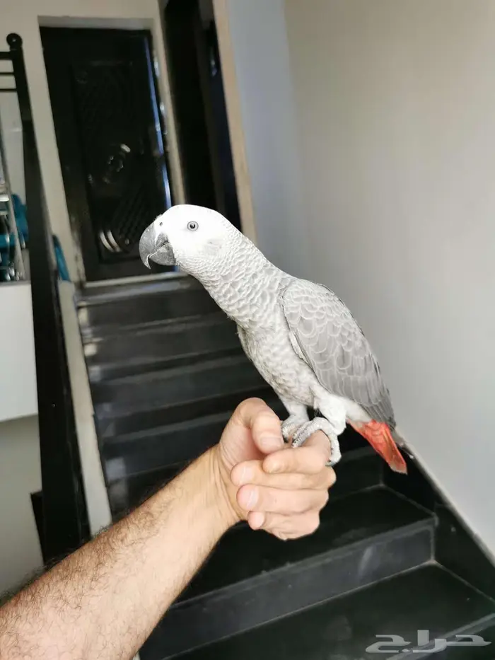 فرخ كاسكوا صيد 2