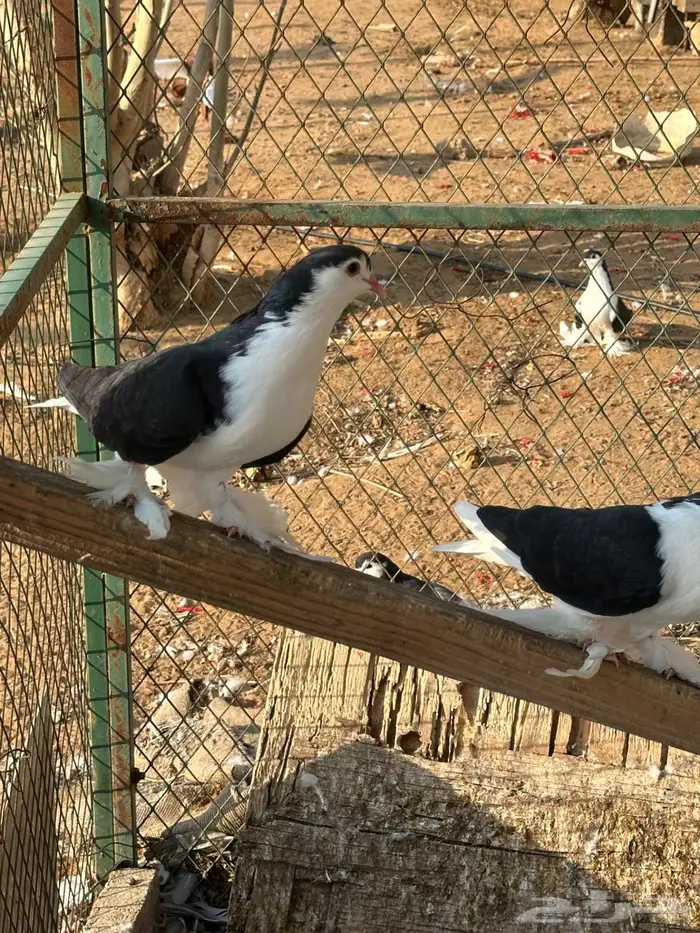 مجموعة حم ام للبيع 2