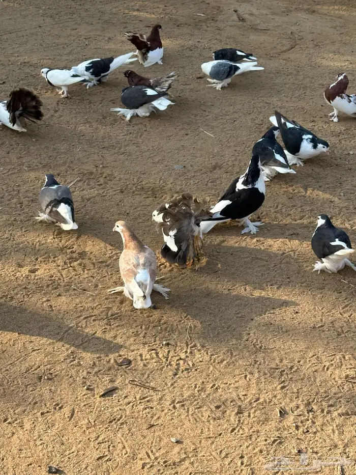 مجموعة حم ام للبيع 1