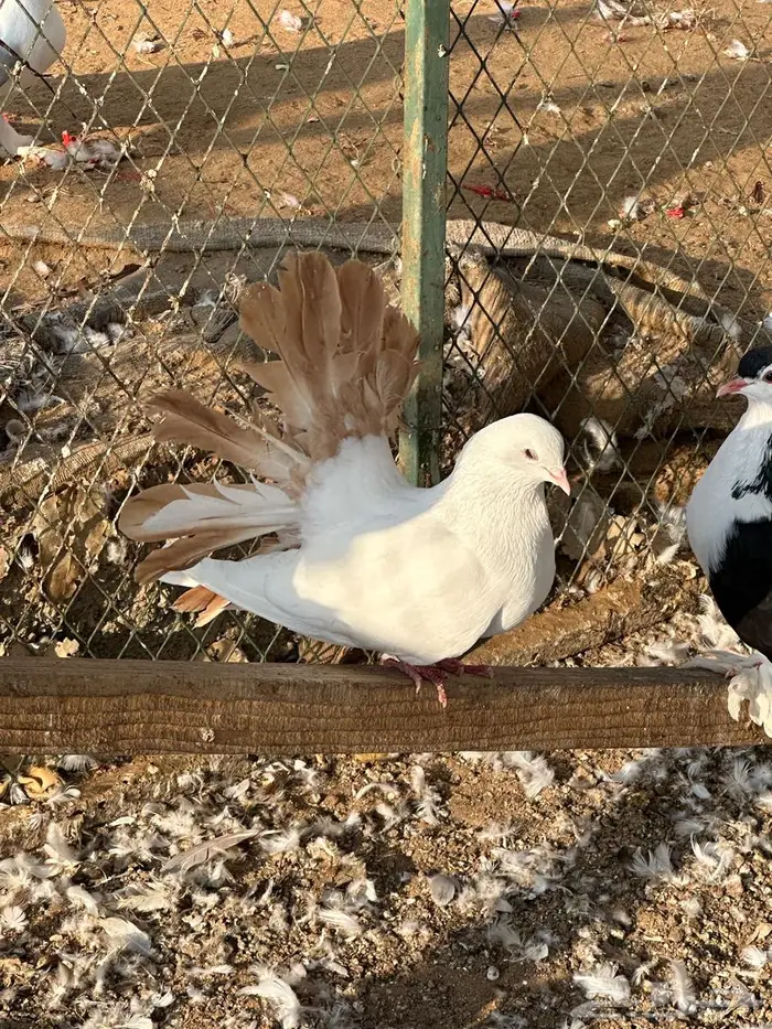 مجموعة حم ام للبيع 9