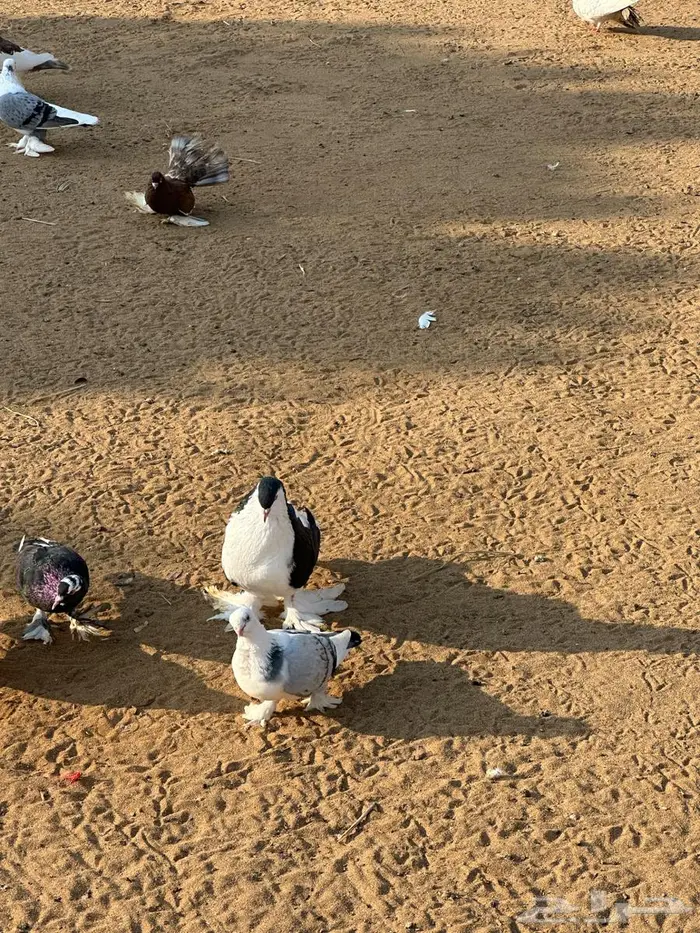 مجموعة حم ام للبيع 13