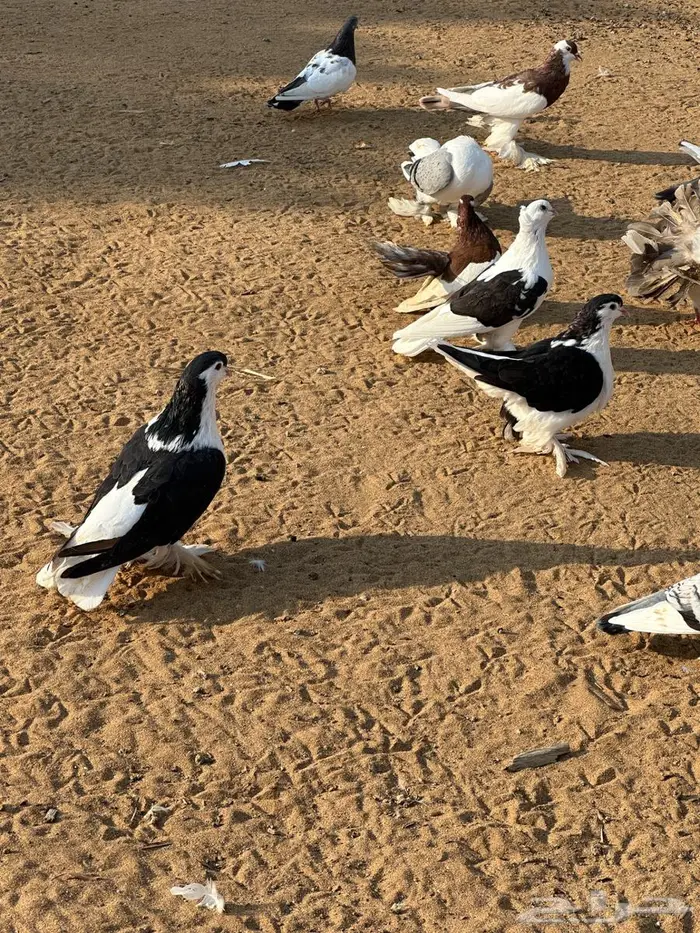 مجموعة حم ام للبيع 14