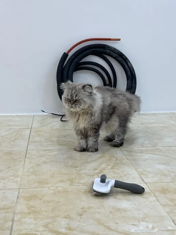 قط شيرازي للتبني 1