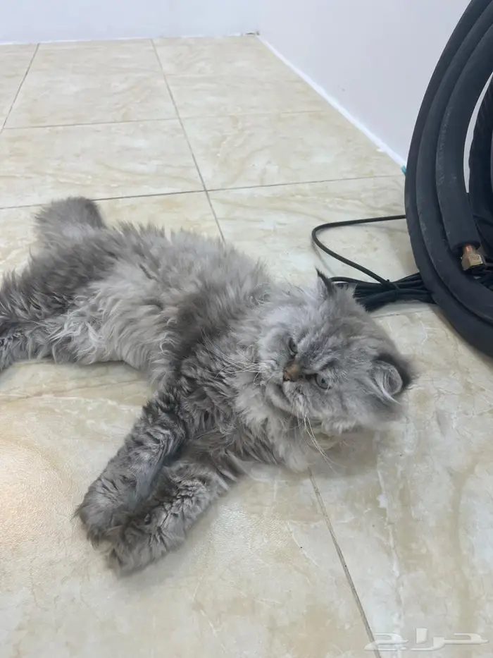 قط شيرازي للتبني 2