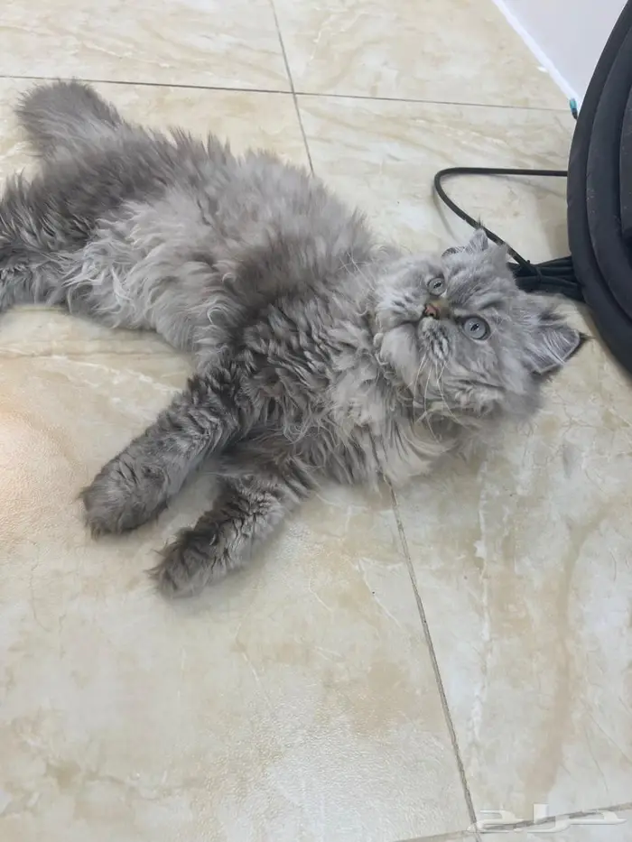 قط شيرازي للتبني 0