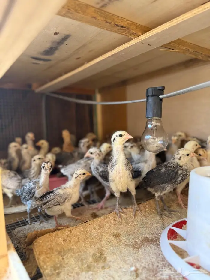 صيصان دجاج فيومي فضي - ذهبي 0