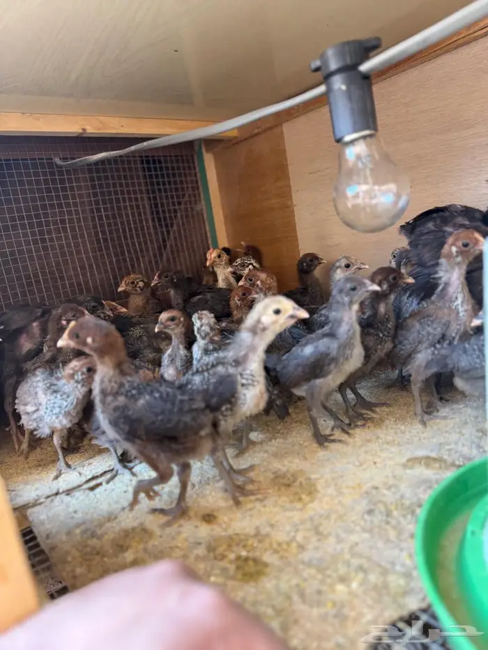 صيصان دجاج فيومي فضي - ذهبي 3