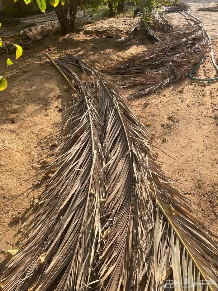 عسب نخل للعرايش 1