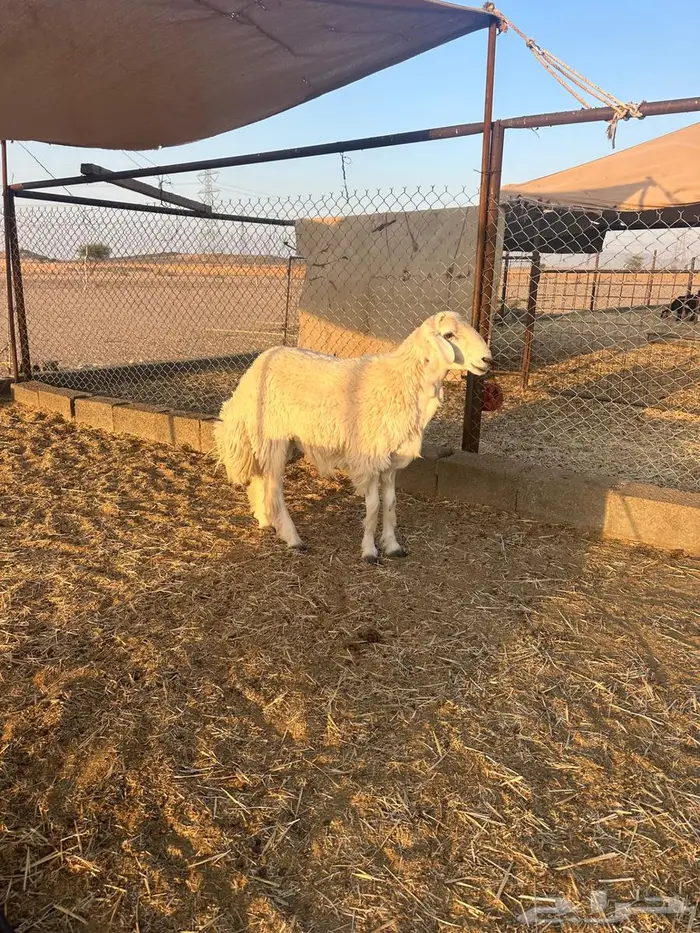 للبيع حري جذع الدوادمي 1