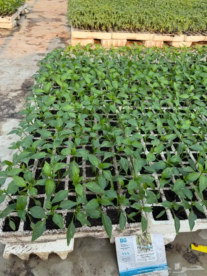 شتلات فلفل هالبينو 0