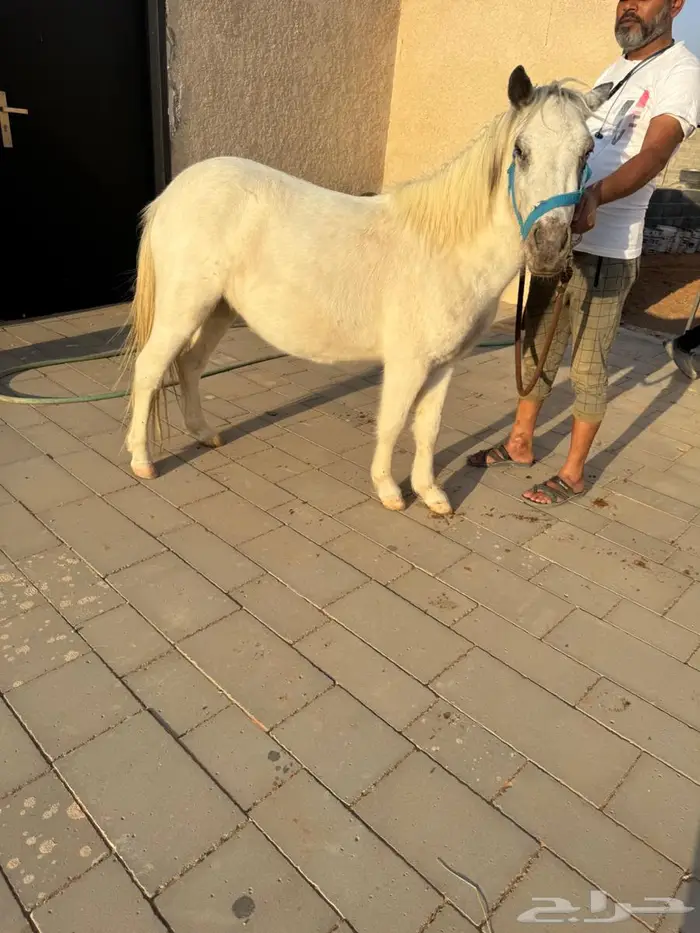 مطلوب فحل سيسي قصير 1