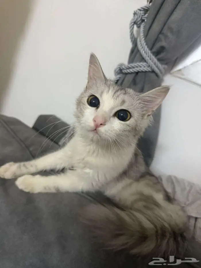 قطط للتبني 5