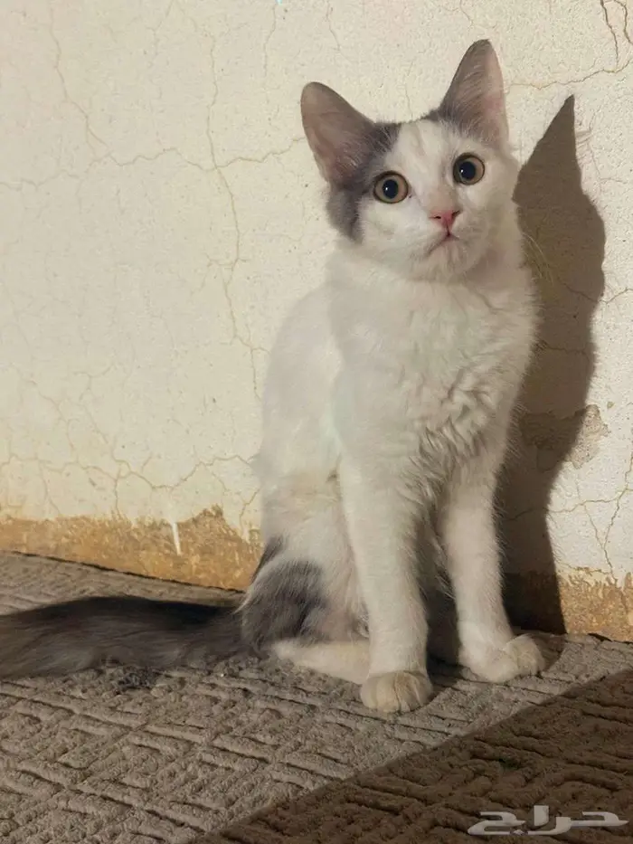 قطط للتبني 7