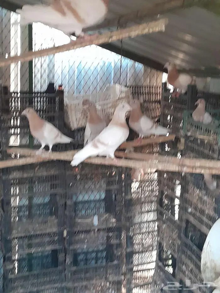 حمام زاجل كريمي 0