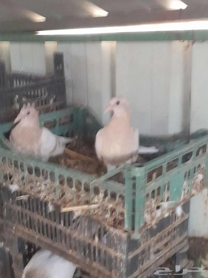 حمام زاجل كريمي 2