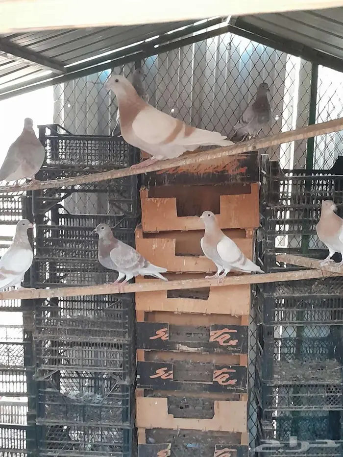 حمام زاجل كريمي 1