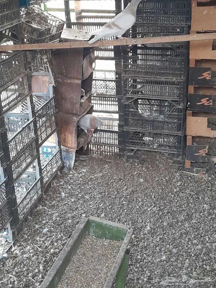 حمام زاجل كريمي 3