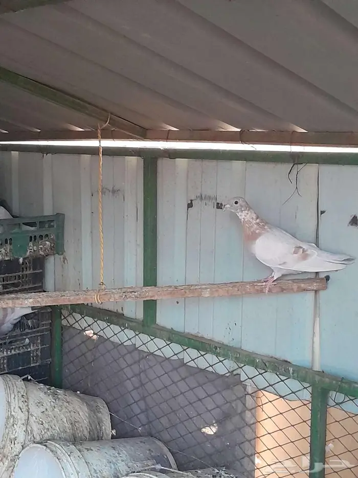 حمام زاجل كريمي 5