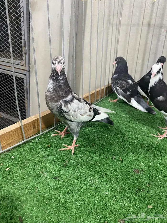 طبات هاي فلير 1