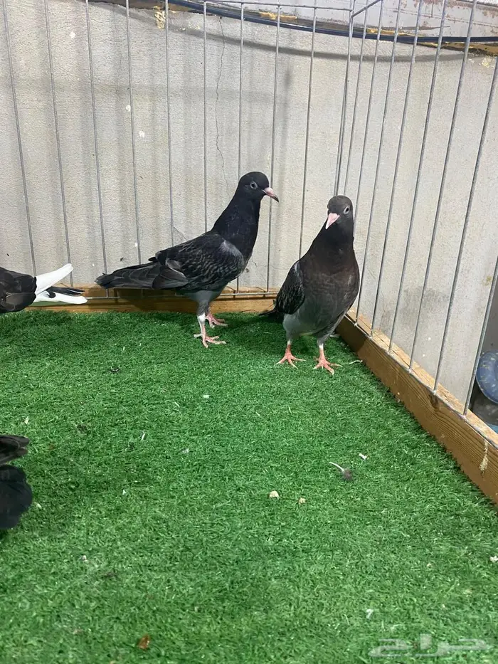 طبات هاي فلير 2