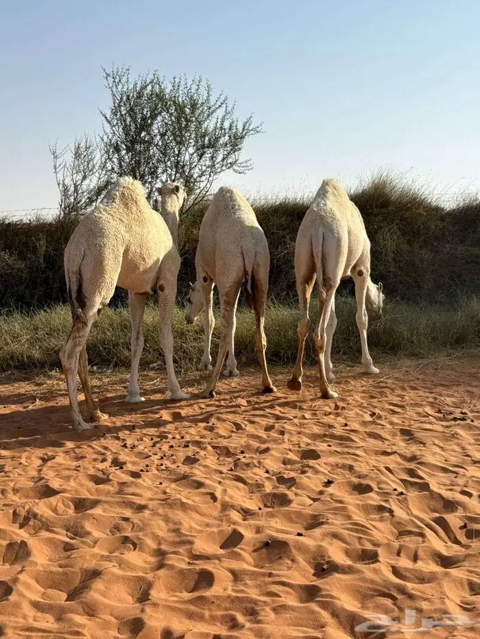 ثلاث بكار حقايق 2