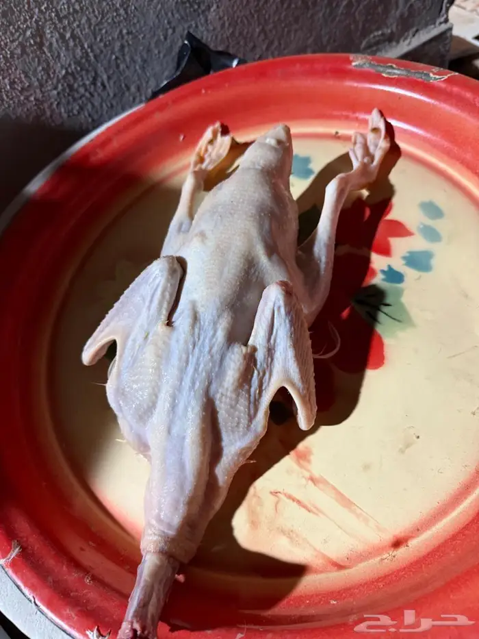 انتاج بط دجاج أرنب للبيع بيض مخصص مذبوح دجاج بط و ارنب 8